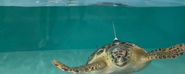 Manfredonia: nuovo centro per il recupero delle tartarughe marine 